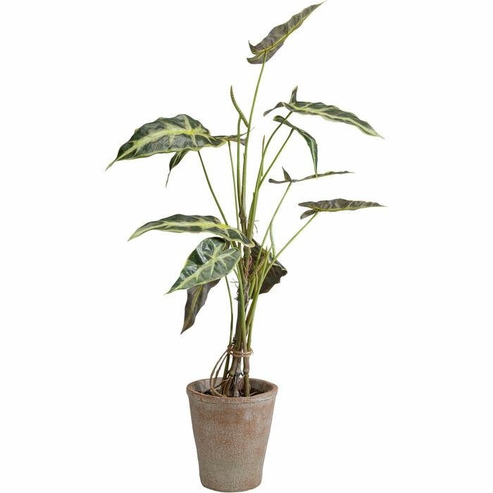 KARE roślina dekoracyjna ALOCASIA 80 cm