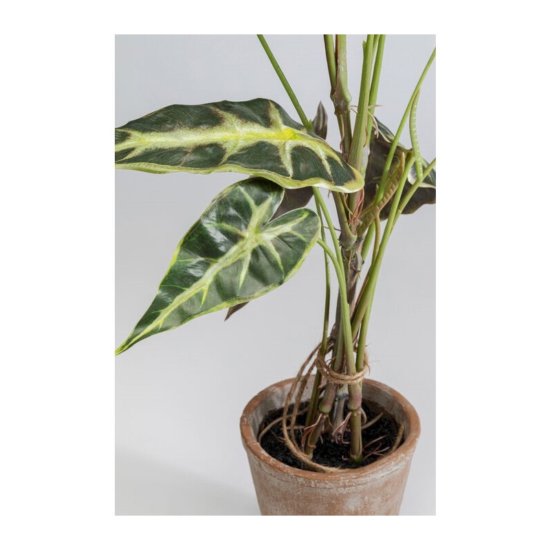 KARE roślina dekoracyjna ALOCASIA 80 cm