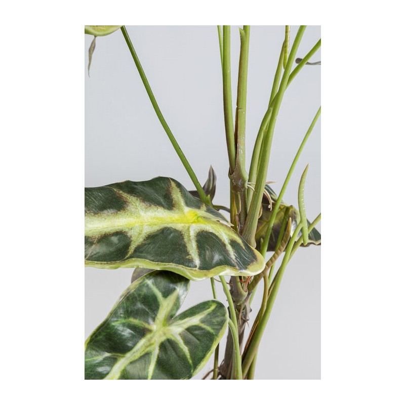 KARE roślina dekoracyjna ALOCASIA 80 cm