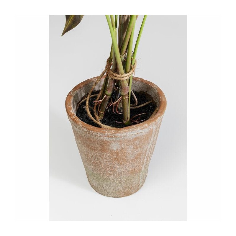 KARE roślina dekoracyjna ALOCASIA 80 cm