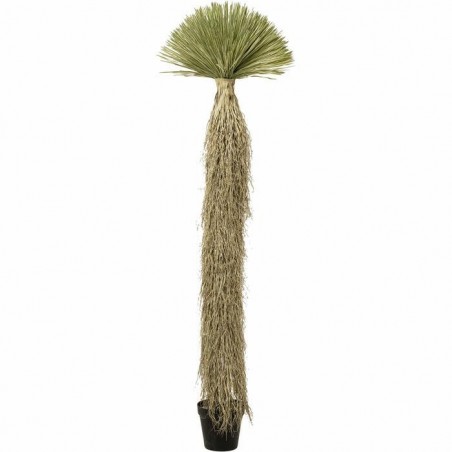 Kare Roślina Dekoracyjna Yucca Rostrata   240 Cm