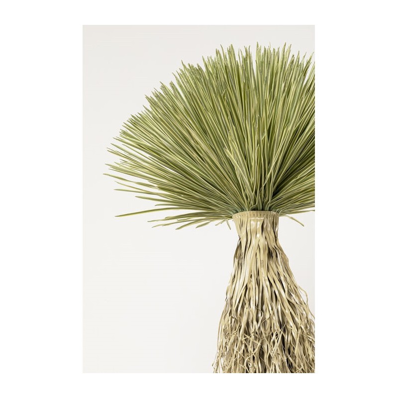 Kare Roślina Dekoracyjna Yucca Rostrata   240 Cm