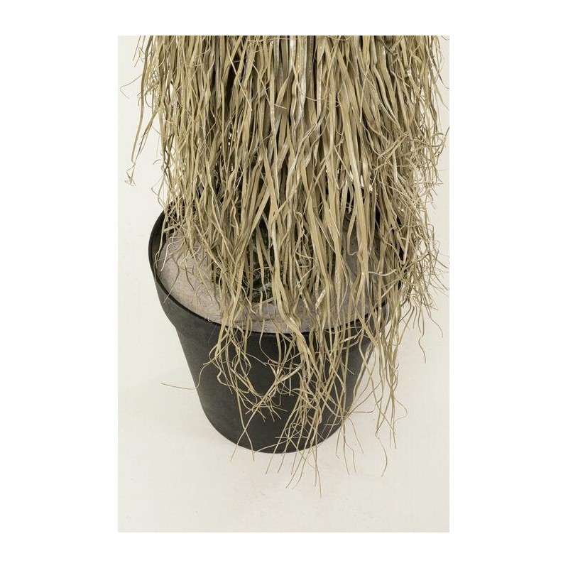 Kare Roślina Dekoracyjna Yucca Rostrata   240 Cm