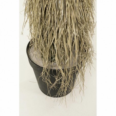 Kare Roślina Dekoracyjna Yucca Rostrata   240 Cm