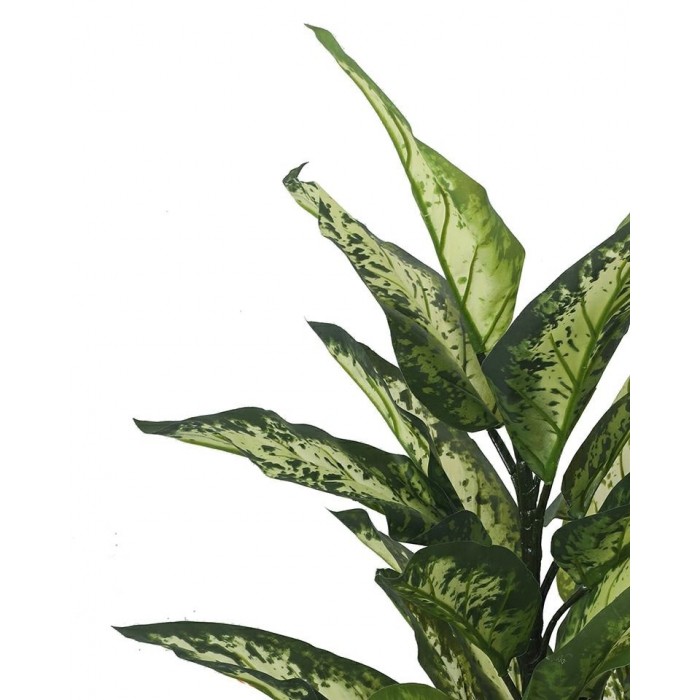 Kare Roślina Dekoracyjna Difenbachia 100  Cm
